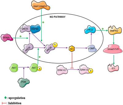 Therapy for Pulmonary Arterial Hypertension: Glance on Nitric Oxide Pathway